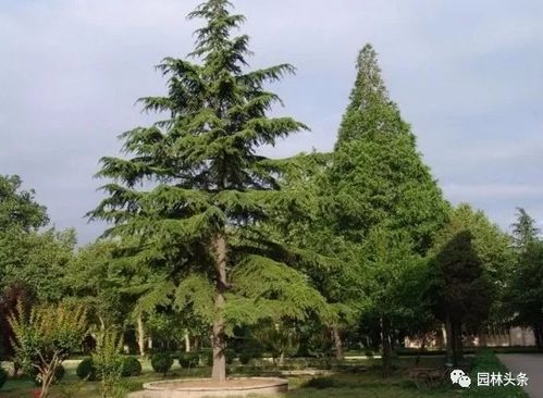 筑邦学堂 绿化苗木别名知多少 170种乔木全知道